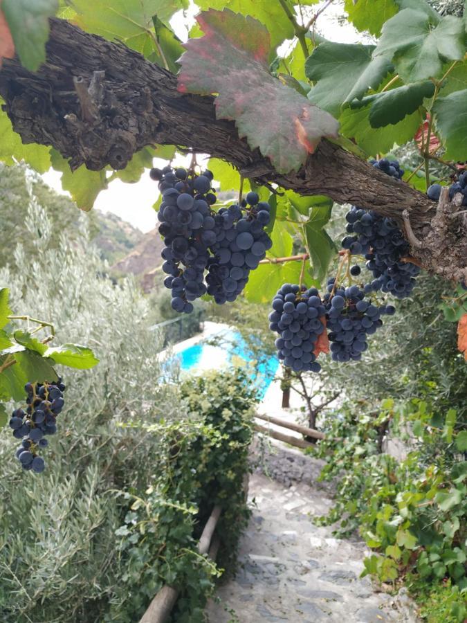 Cortijo La Solana ξενώνας Guejar-Sierra Εξωτερικό φωτογραφία